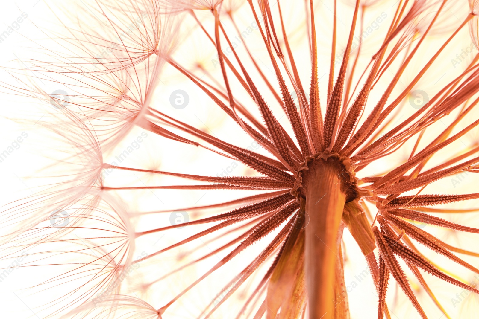 Photo of Dandelion seed head on color background, close up