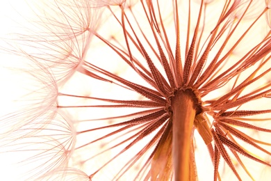 Photo of Dandelion seed head on color background, close up