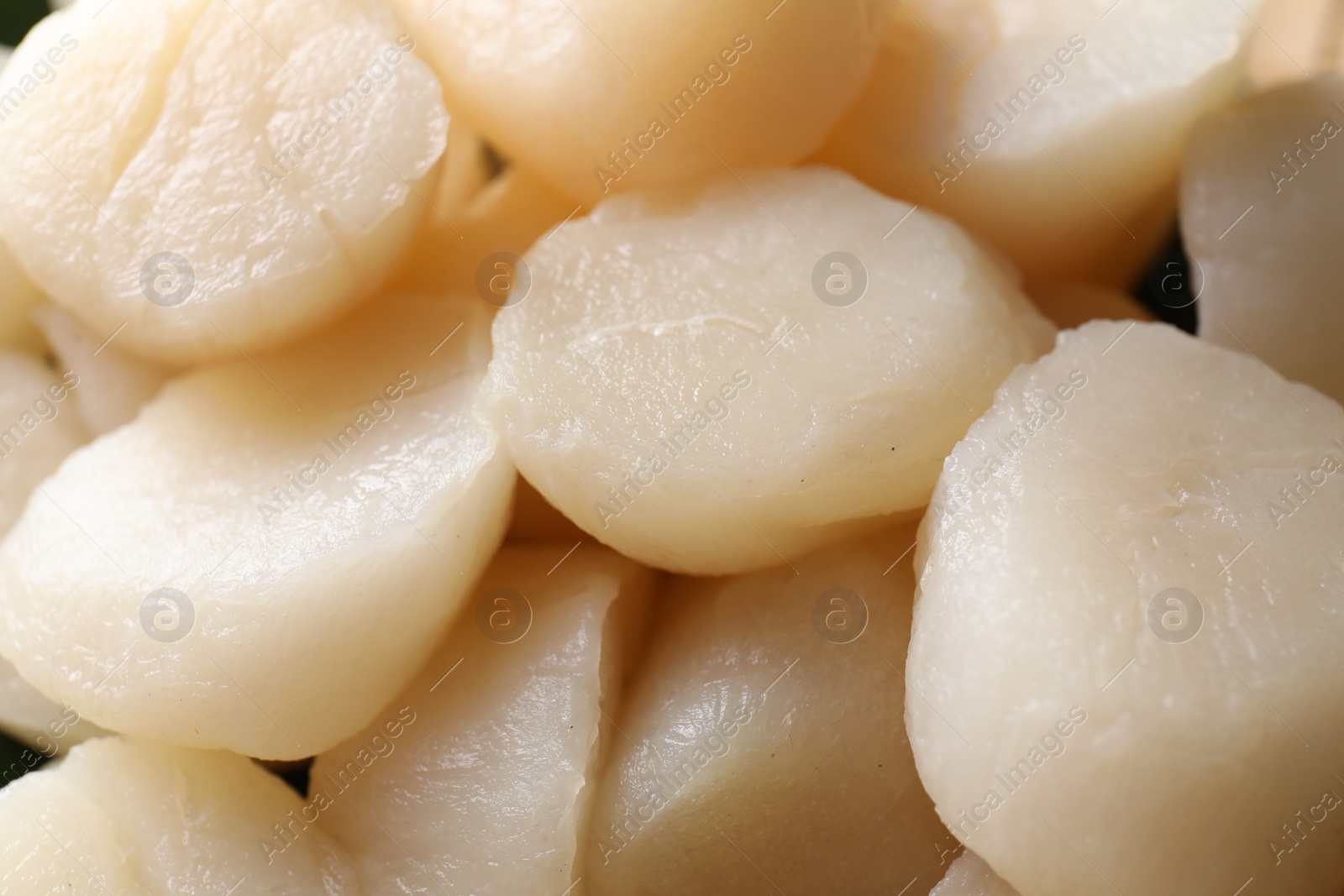 Photo of Fresh raw scallops as background, closeup view