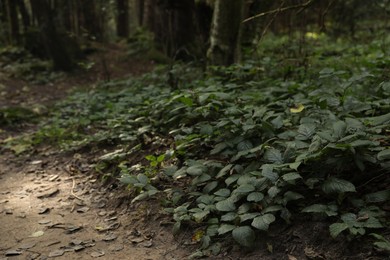 Beautiful wild plants with green leaves growing in forest, closeup