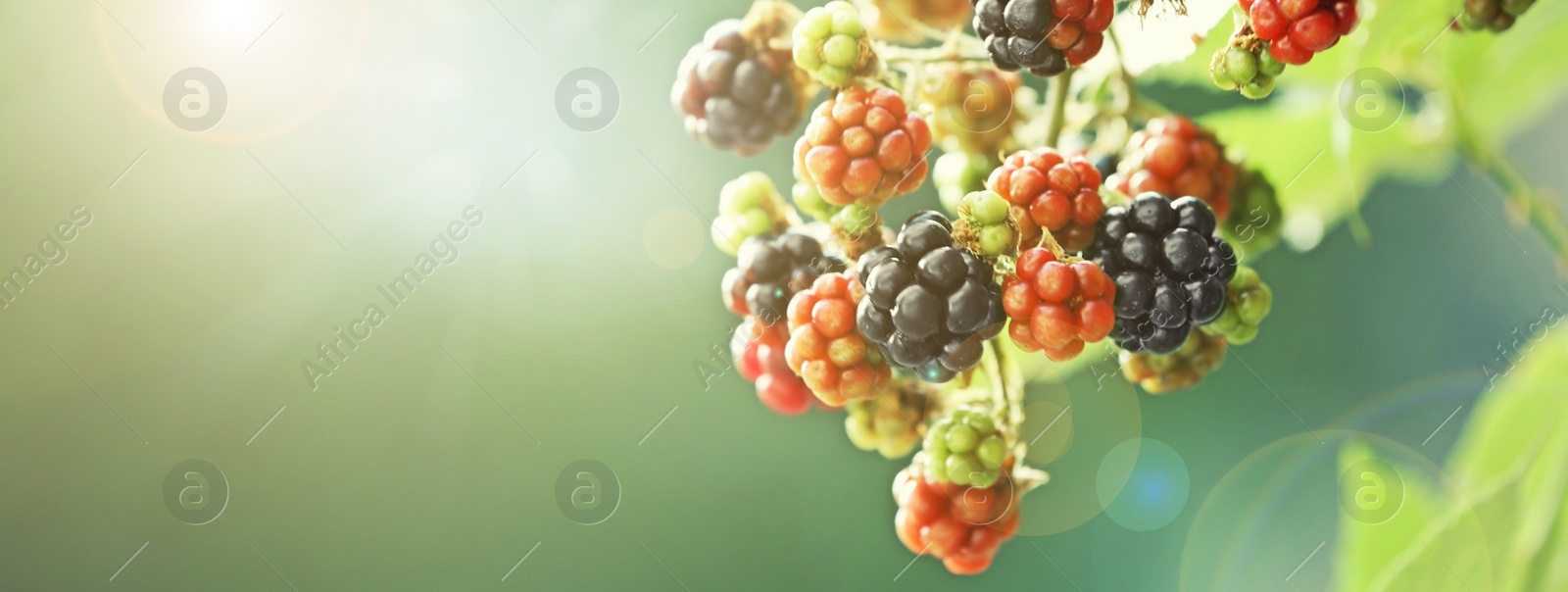 Image of Ripening blackberries on branch against blurred background, closeup. Banner design with space for text