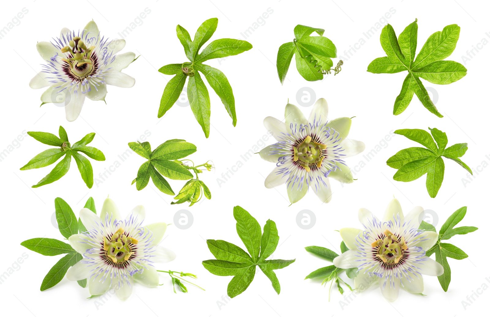 Image of Set with Passiflora plant (passion fruit) flowers and leaves on white background 