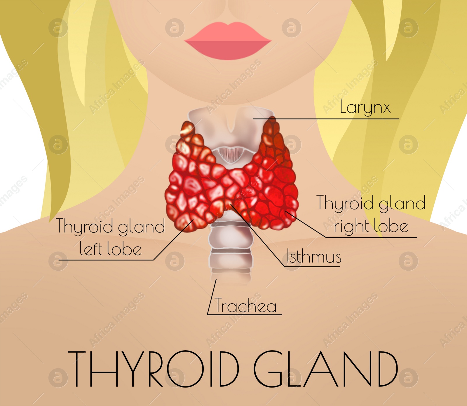 Illustration of  human thyroid gland on light background