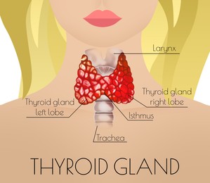 Illustration of  human thyroid gland on light background