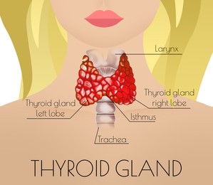 Illustration of human thyroid gland on light background