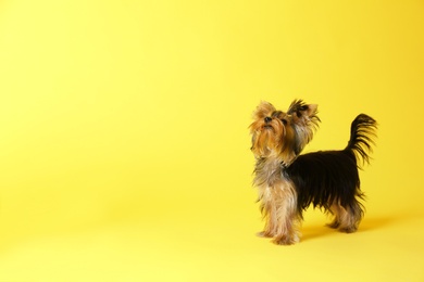 Photo of Adorable Yorkshire terrier on yellow background, space for text. Cute dog