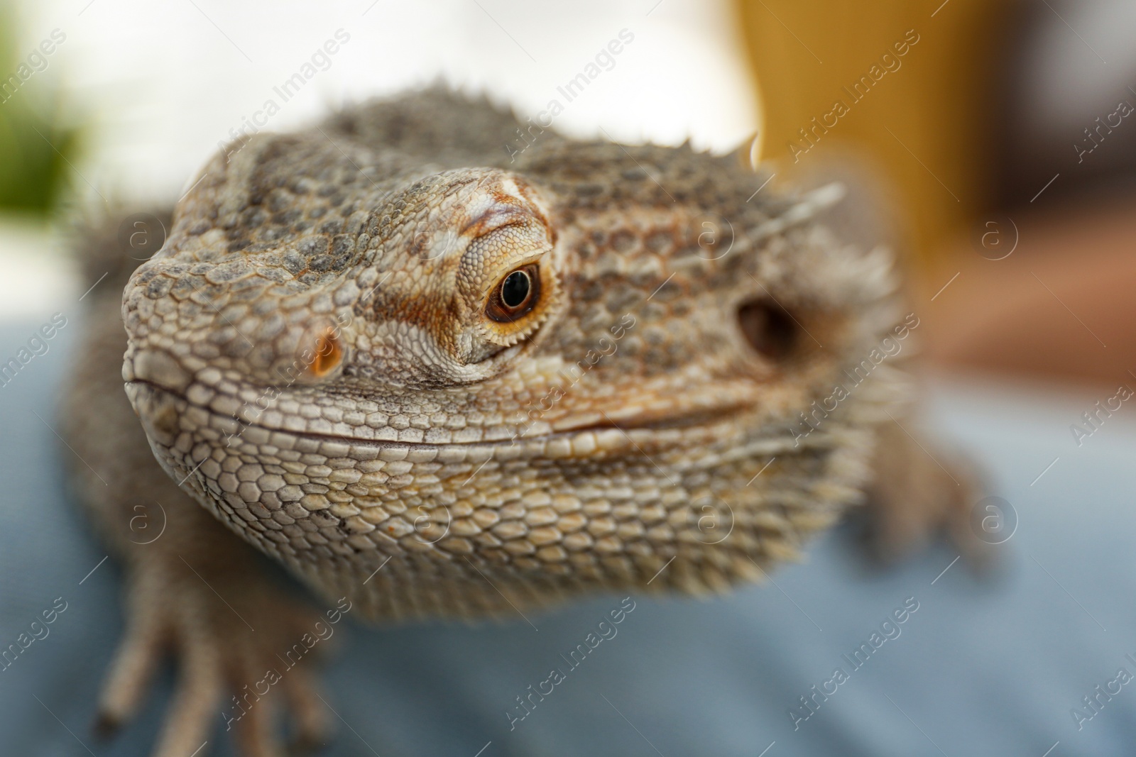 Photo of Young woman with bearded lizard at home, closeup. Exotic pet