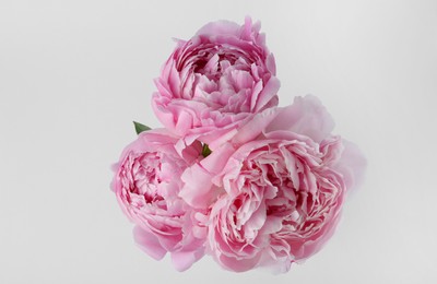 Beautiful peonies on white background, top view