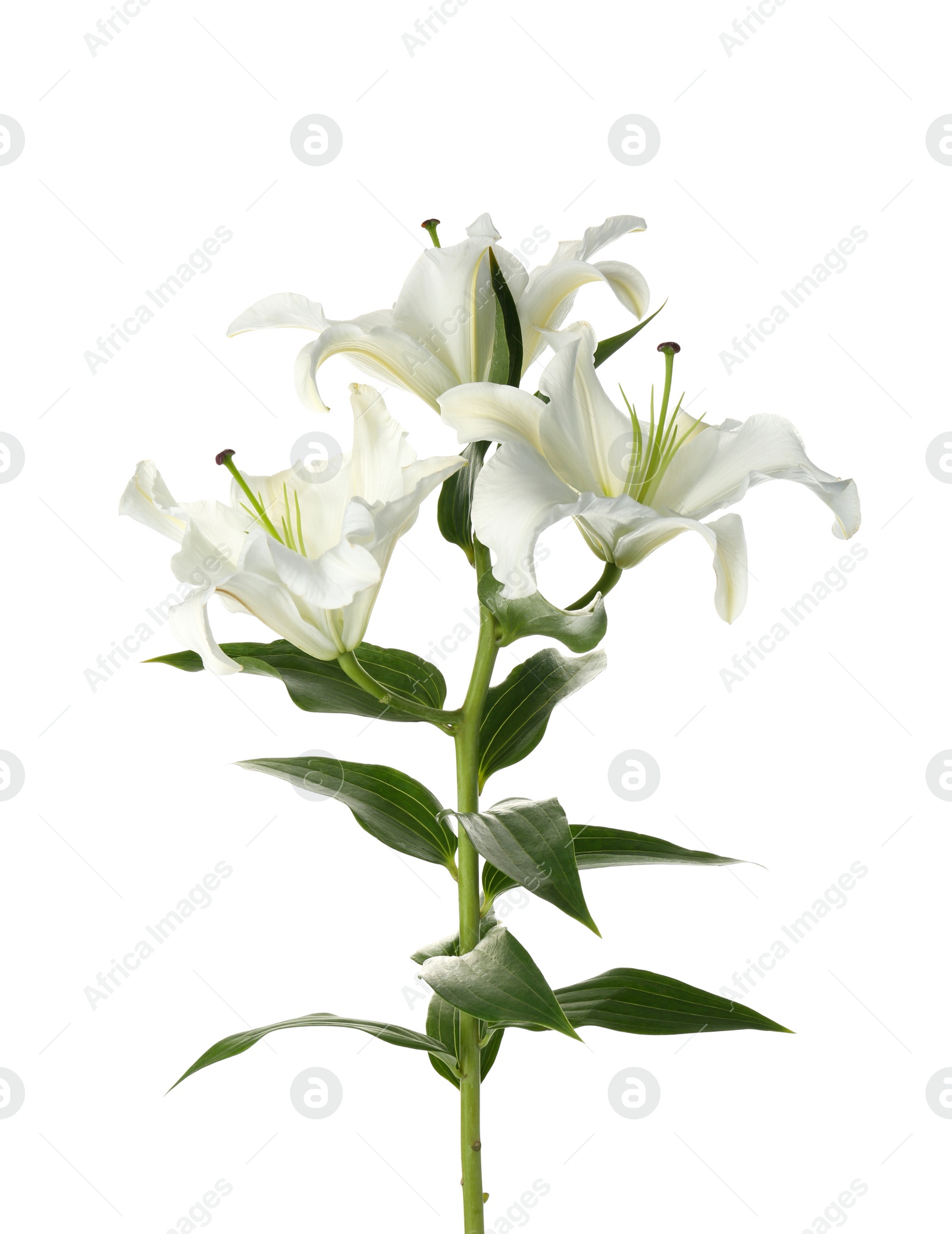 Photo of Beautiful lilies on white background. Funeral flowers