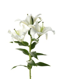 Photo of Beautiful lilies on white background. Funeral flowers