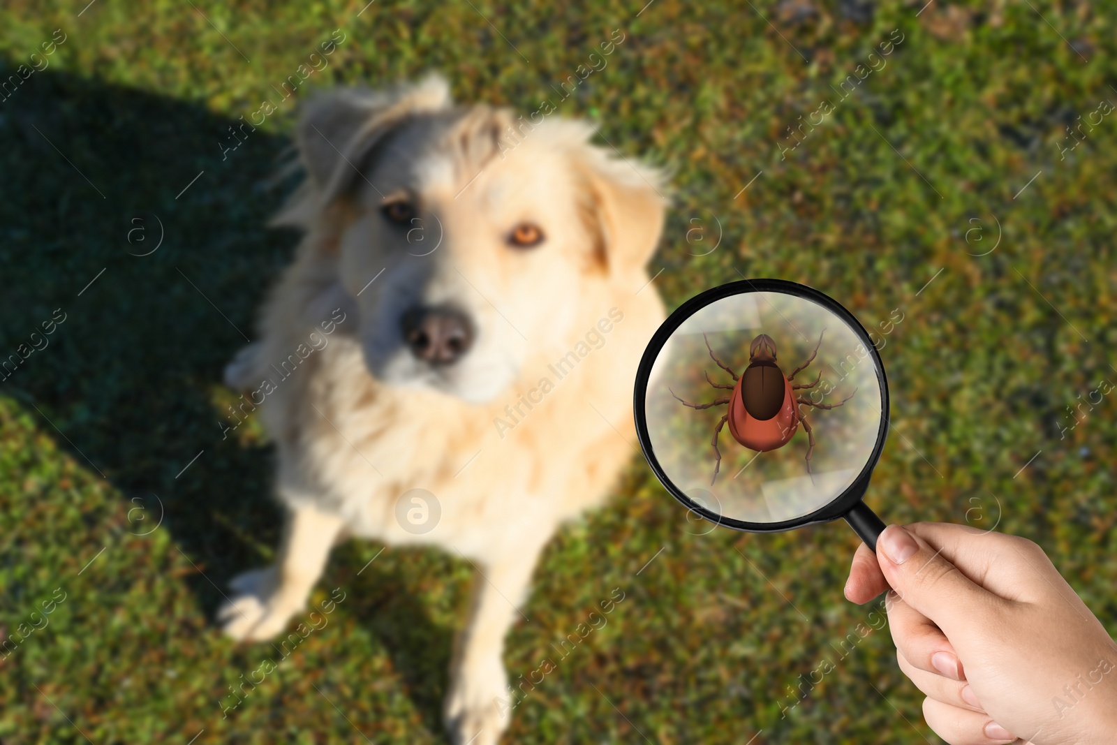 Image of Cute dog outdoors and woman showing tick with magnifying glass, selective focus. Illustration