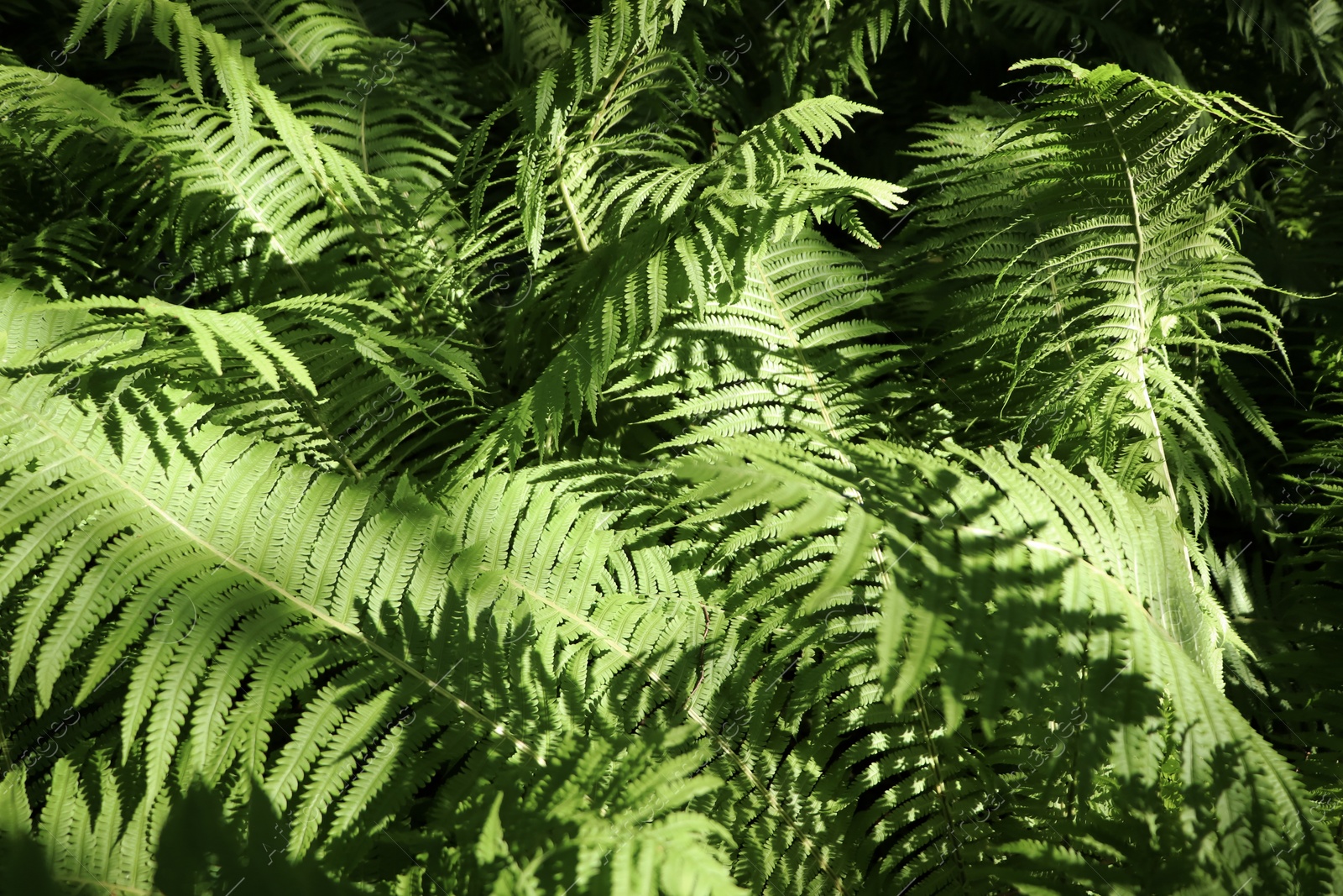 Photo of Beautiful fern with lush green leaves growing outdoors