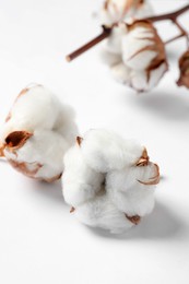 Photo of Beautiful cotton fluffy flowers on white background, closeup