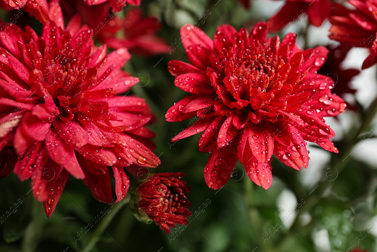 Photo of Beautiful red chrysanthemum flowers with water drops, closeup