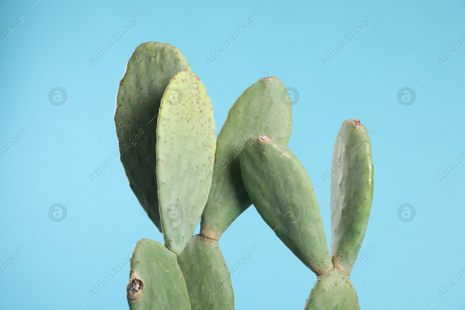 Photo of Beautiful cactus on light blue background. Tropical plant