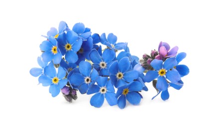Photo of Beautiful blue Forget-me-not flowers isolated on white
