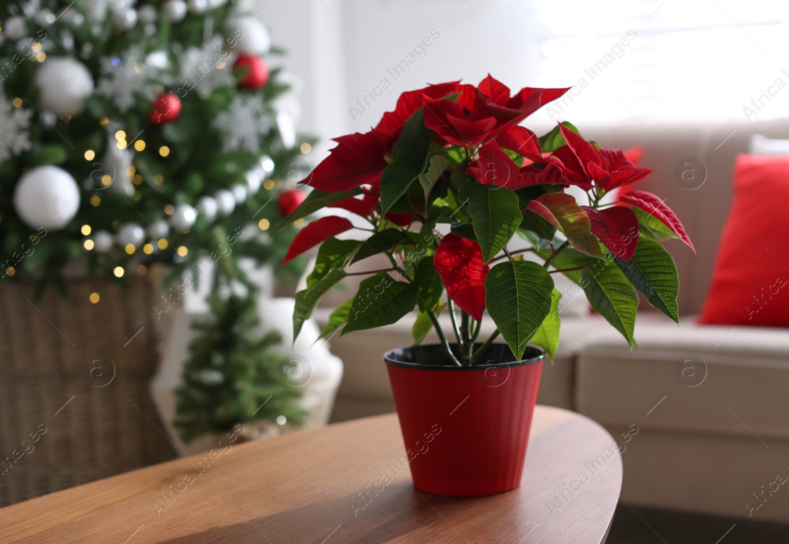 Photo of Beautiful poinsettia on wooden table indoors, space for text. Traditional Christmas flower