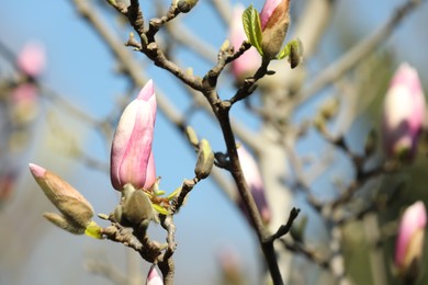 Beautiful blooming Magnolia tree on sunny day outdoors, closeup