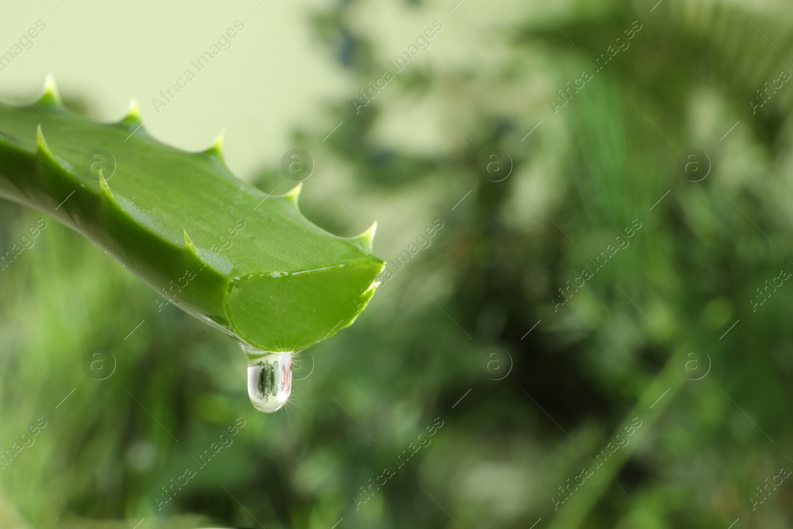 Photo of Leaf of aloe plant with water drop outdoors, closeup. Space for text