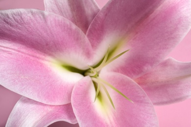 Photo of Beautiful fresh lily flower on pink background, closeup