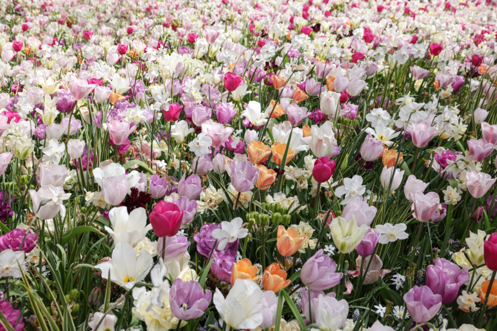 Photo of Many different beautiful flowers in park. Spring season