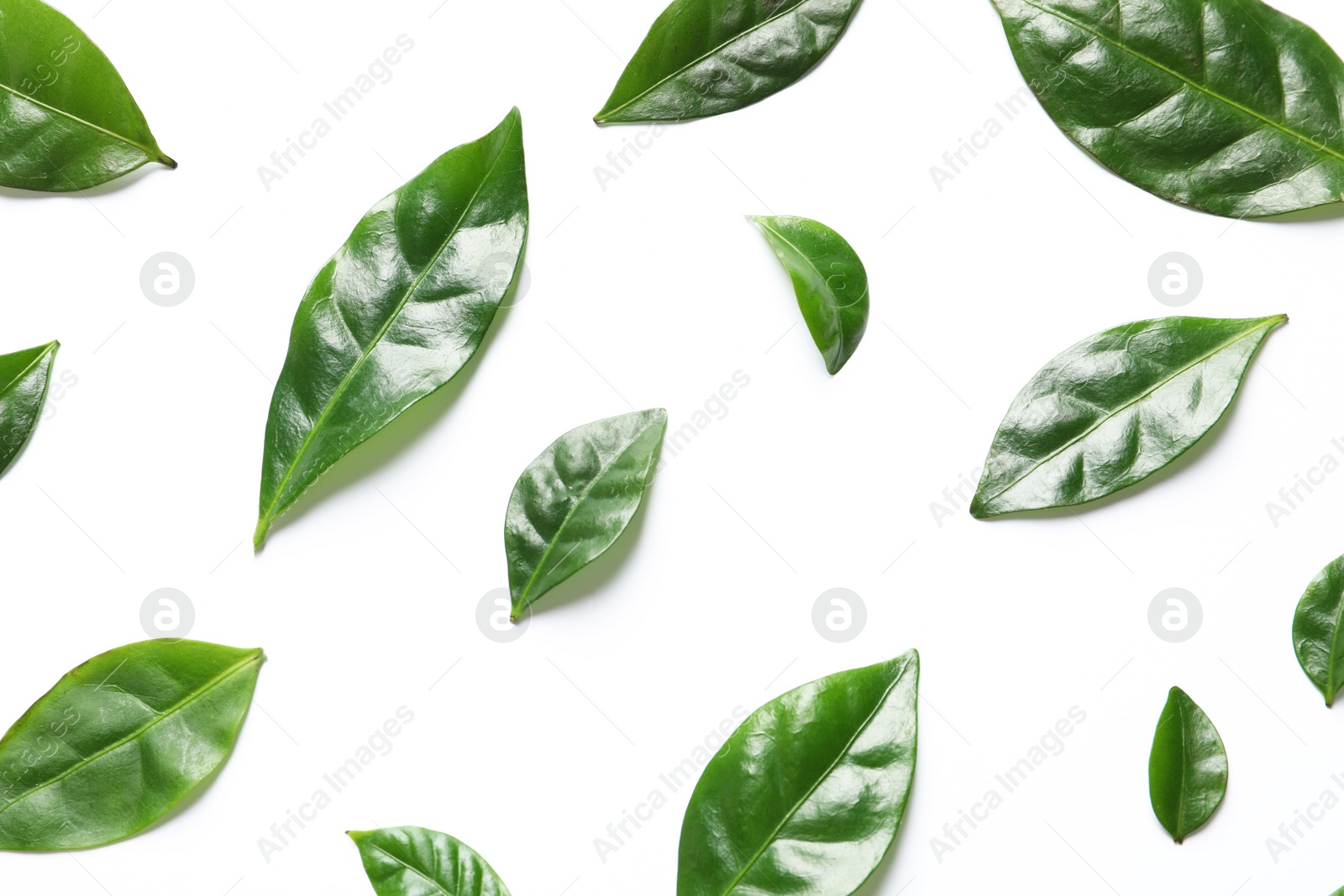 Photo of Fresh green coffee leaves on white background, top view