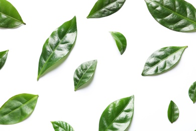 Photo of Fresh green coffee leaves on white background, top view