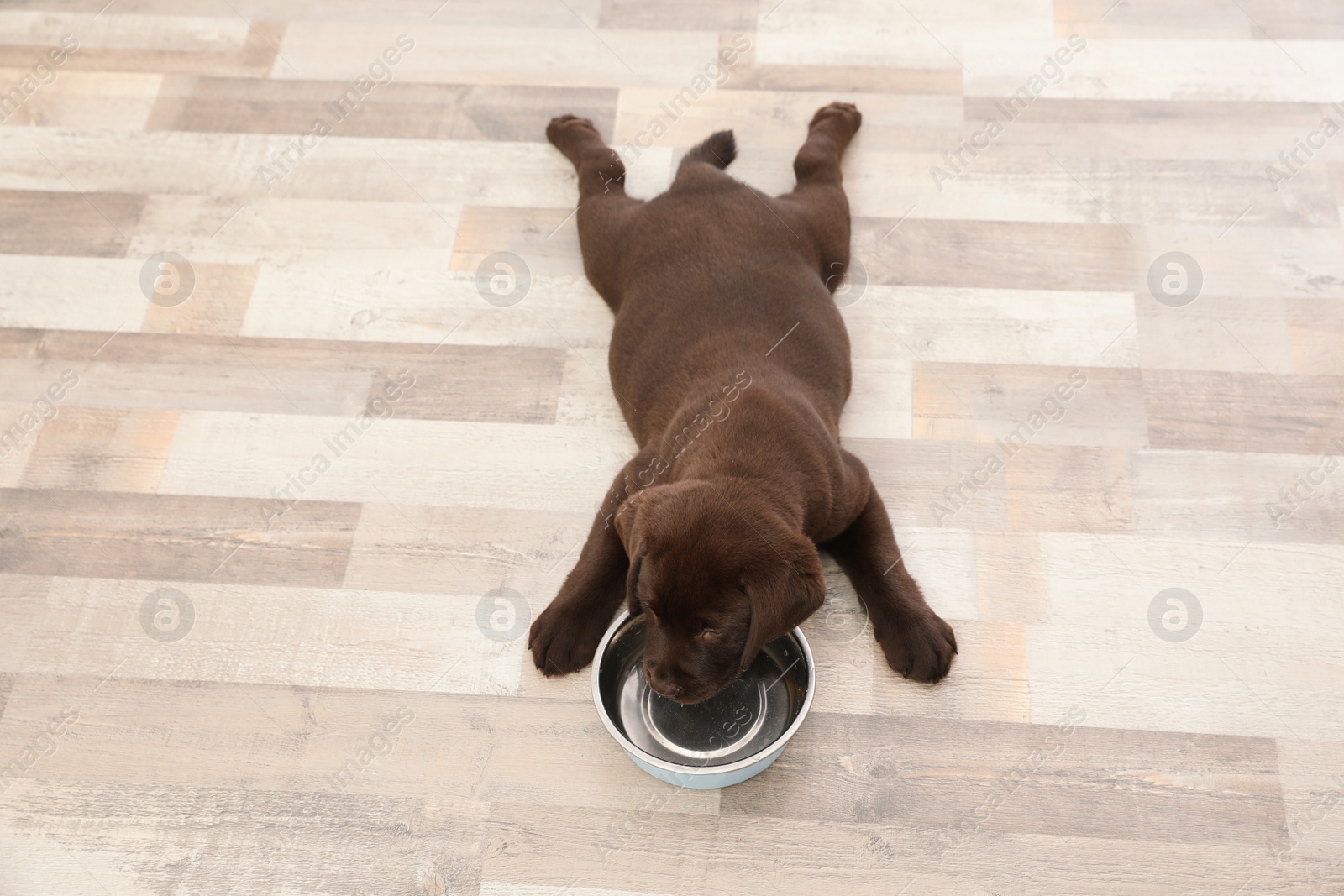 Photo of Chocolate Labrador Retriever puppy with empty food bowl at home, above view