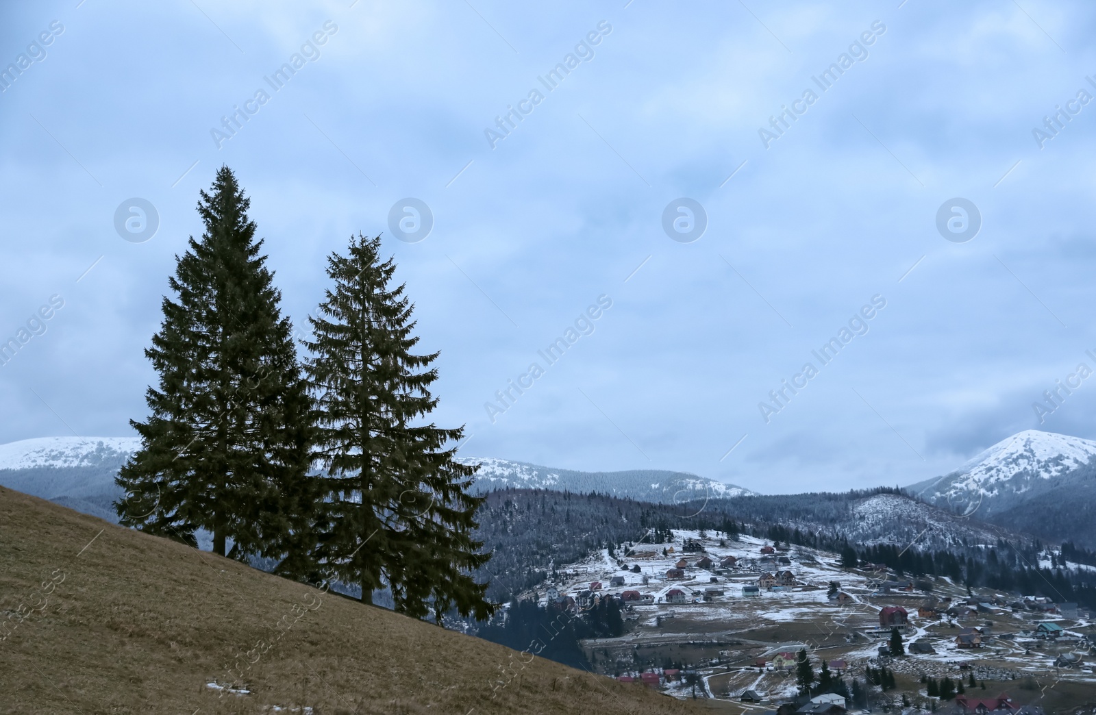 Photo of Fir trees near mountain village covered with snow