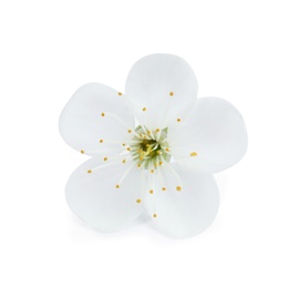 Beautiful flower of blooming spring tree on white background