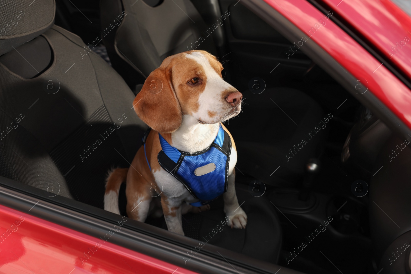 Photo of Cute Beagle dog in car. Adorable pet