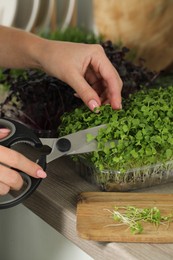 Woman with scissors cutting fresh microgreens at countertop in kitchen, closeup