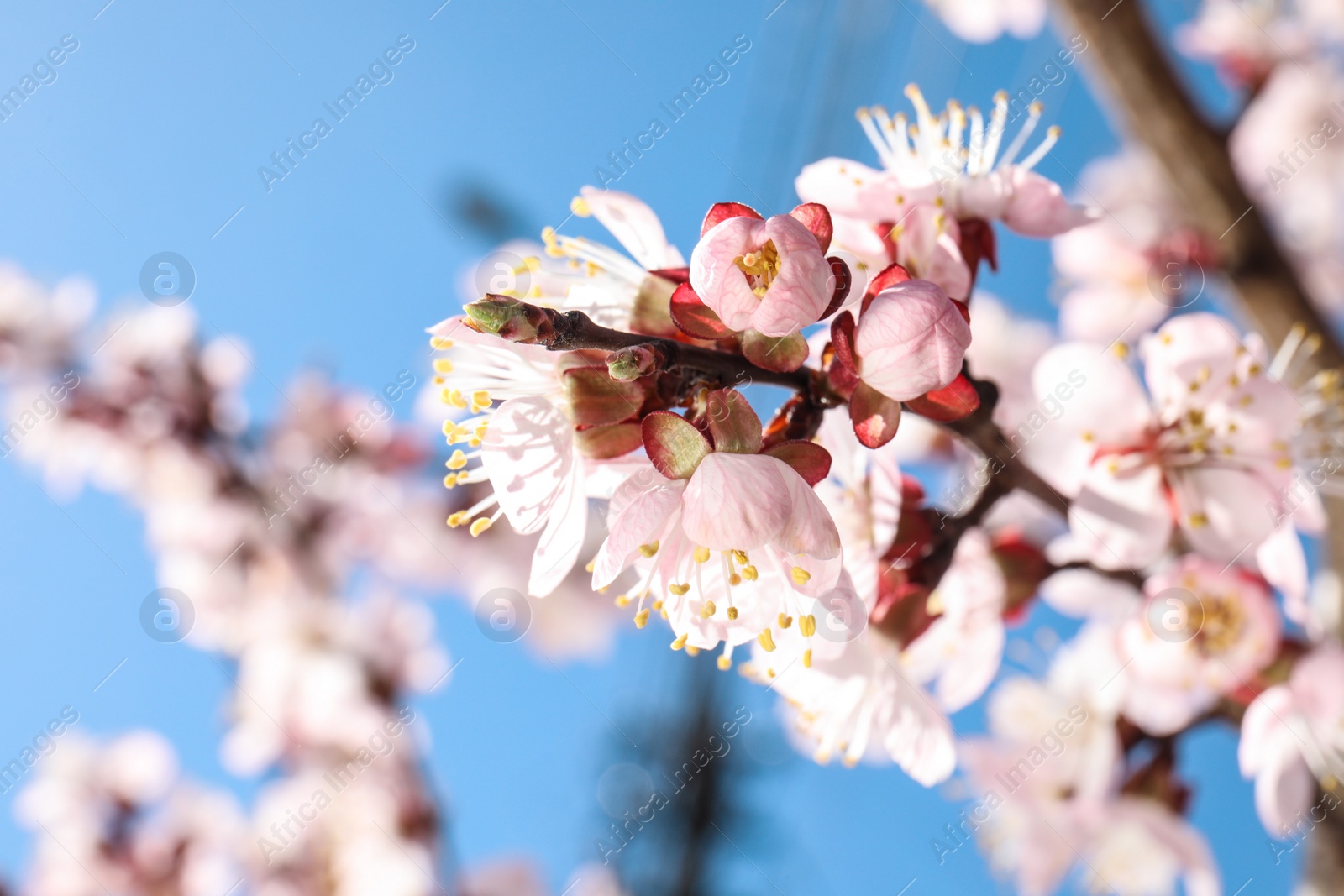 Photo of Closeup view of blossoming apricot tree on sunny day outdoors. Springtime