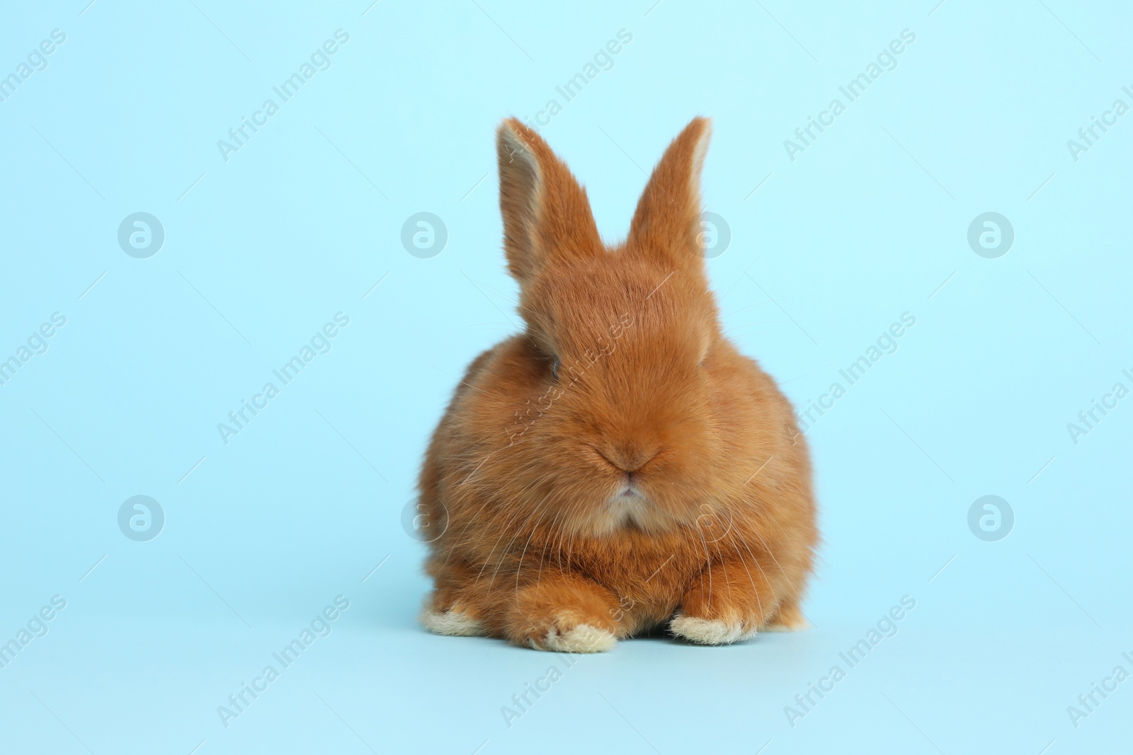 Photo of Adorable fluffy bunny on light blue background. Easter symbol