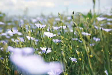 Photo of Closeup view of beautiful blooming flax field