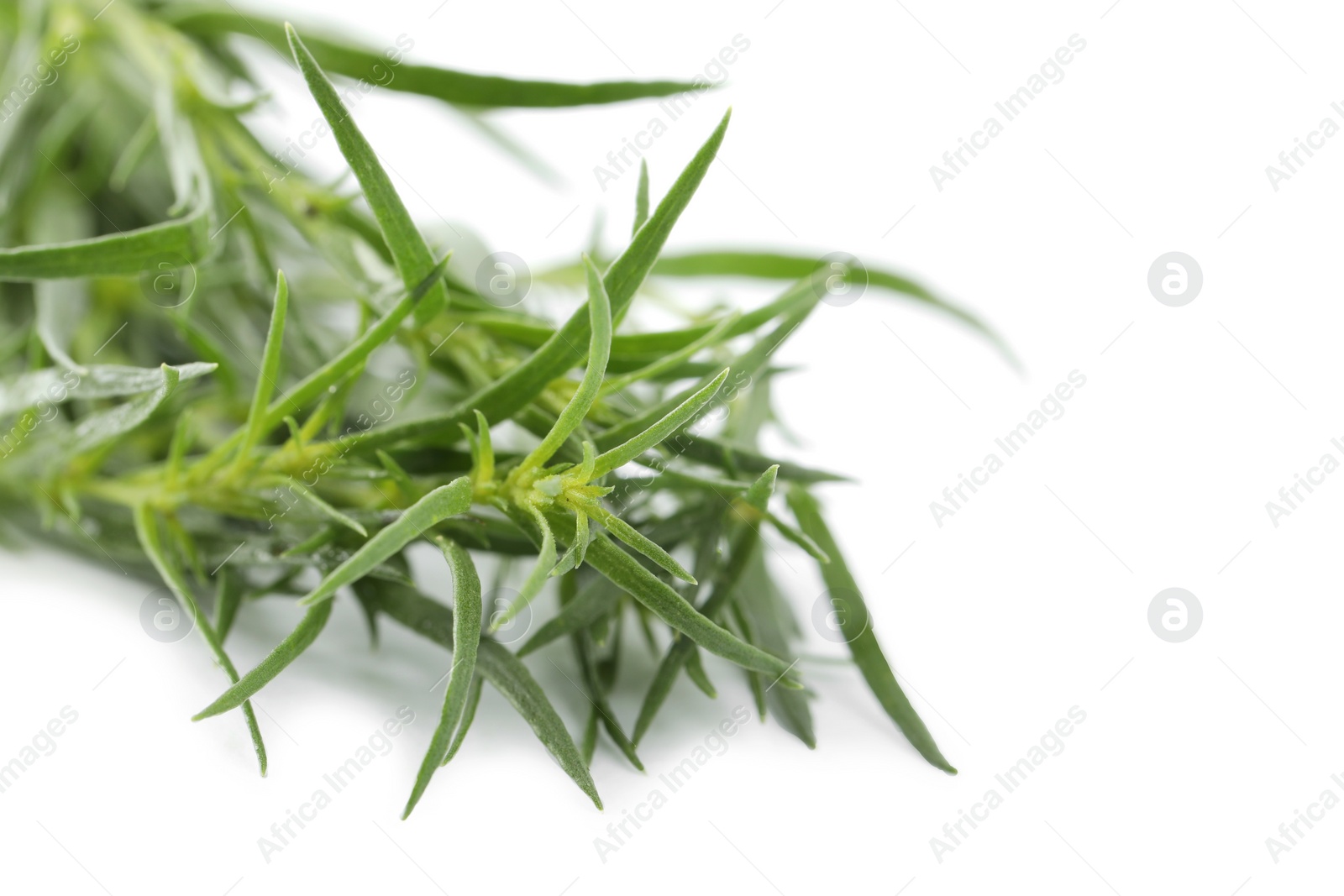 Photo of Bunch of fresh tarragon on white background