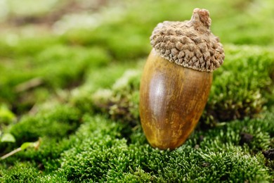 Photo of Acorn on green moss outdoors, closeup. Space for text