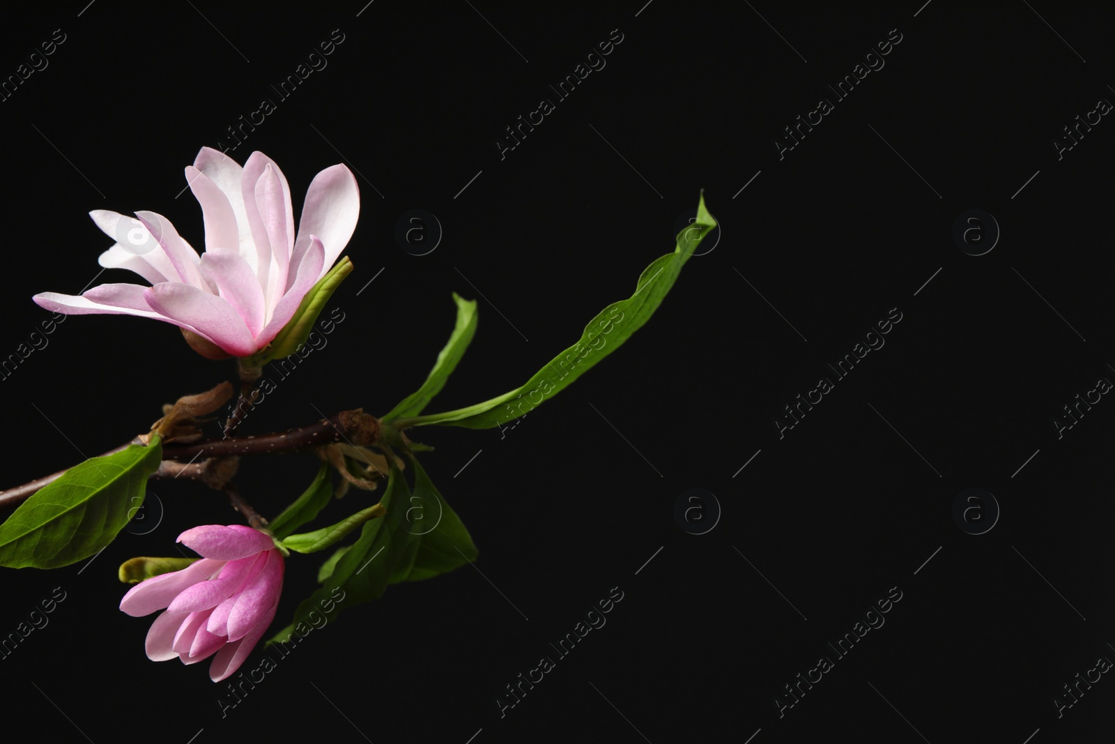 Photo of Magnolia tree branches with beautiful flowers on black background, closeup. Space for text