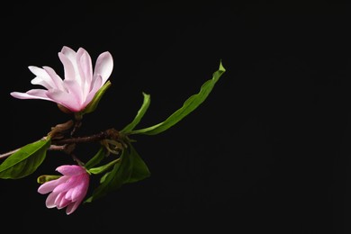 Magnolia tree branches with beautiful flowers on black background, closeup. Space for text