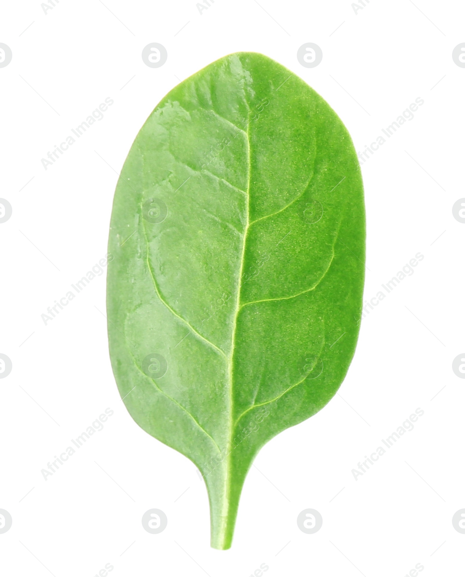 Photo of Fresh green leaf of healthy baby spinach on white background