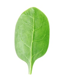 Fresh green leaf of healthy baby spinach on white background