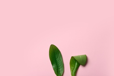 Photo of Creative flat lay composition with Easter bunny ears of green leaves on color background, space for text