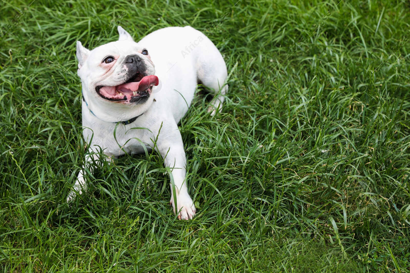 Photo of Adorable French Bulldog on green grass outdoors. Space for text