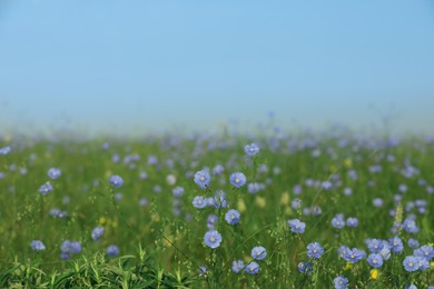 Many beautiful blooming flax plants in meadow