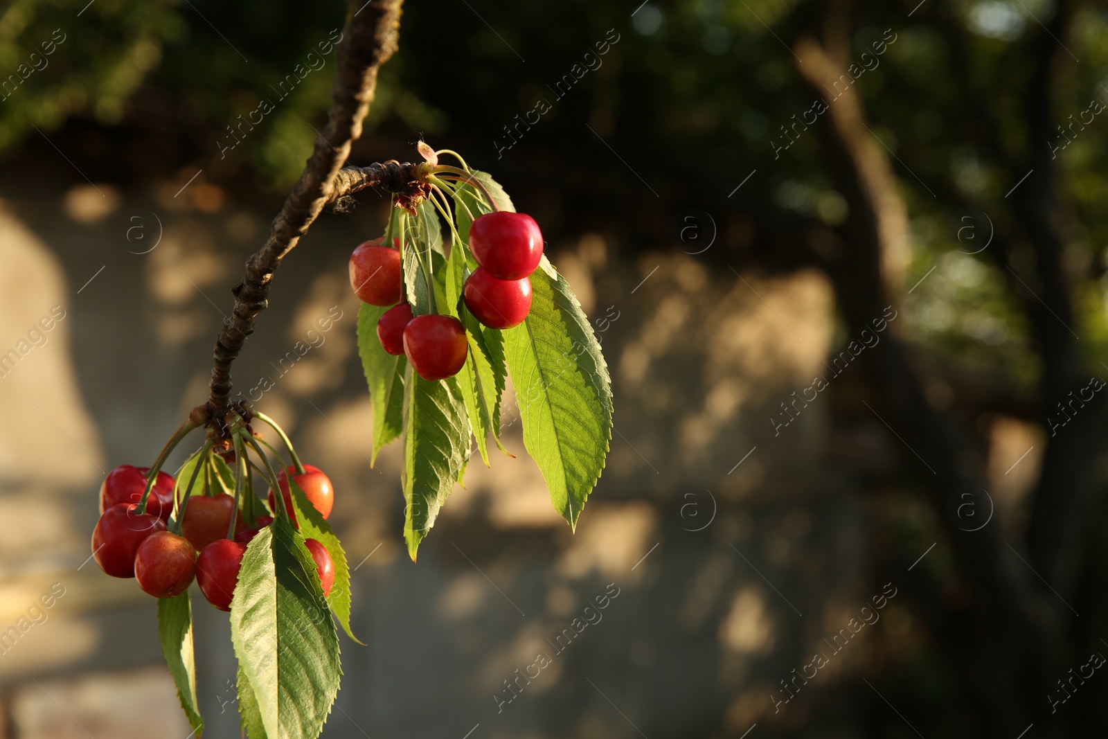 Photo of Cherry tree with green leaves and unripe berries growing outdoors, closeup. Space for text