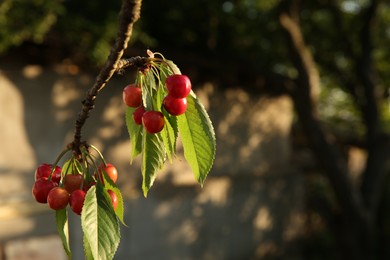 Cherry tree with green leaves and unripe berries growing outdoors, closeup. Space for text