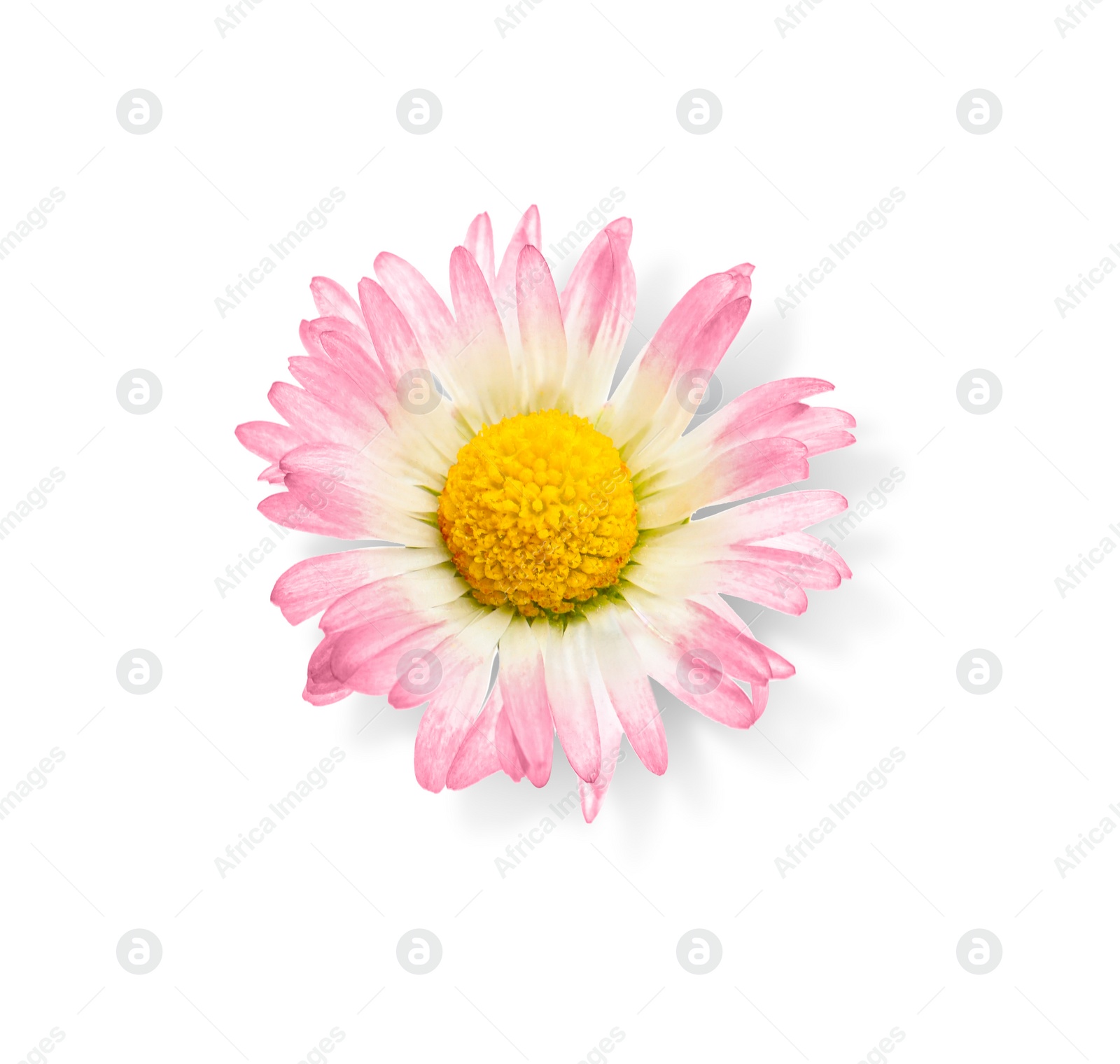 Photo of One beautiful daisy flower on white background