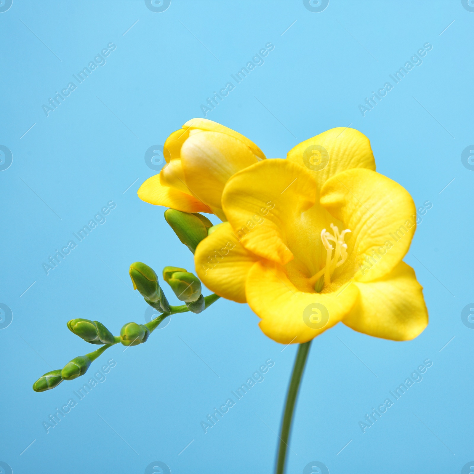 Photo of Beautiful freesia flower on color background