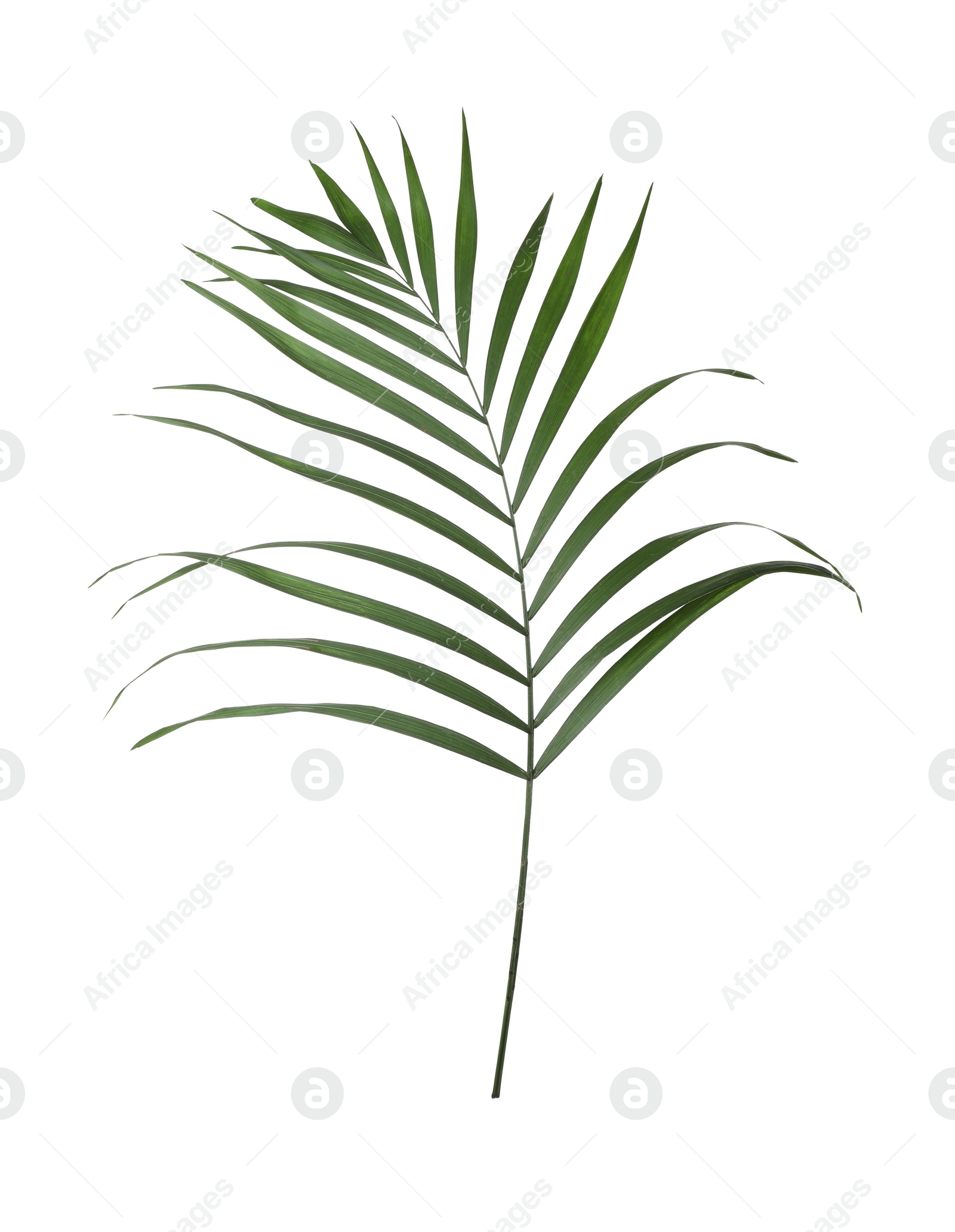 Photo of Leaf of tropical palm tree isolated on white
