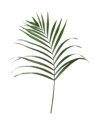 Leaf of tropical palm tree isolated on white